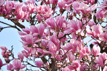 Nature beautiful pink magnolia flowers - 754453112