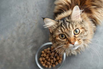 Beautiful fluffy cat sitting next to a food bowl. Cute domestic animal. Generative AI