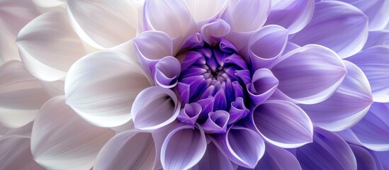 Detailed view of a purple and white flower showcasing its intricate petals and vibrant colors. - obrazy, fototapety, plakaty