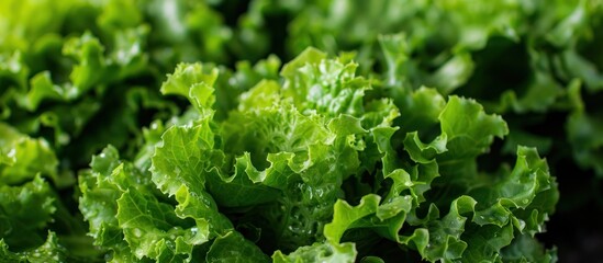 Close up view of a bunch of fresh green lettuce leaves with water droplets. - obrazy, fototapety, plakaty