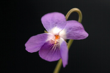 Obraz premium purple forest violet on black background