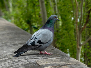 Parisian pigeon on the banks of the Seine