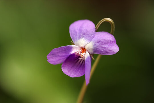  forest violet flower - macro image