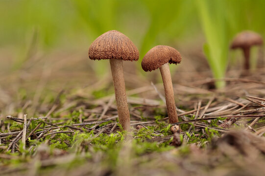 Mature Split fibrecap Pseudosperma rimosum