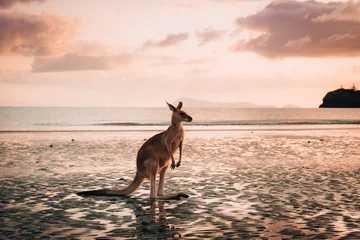 Crédence de cuisine en verre imprimé Parc national du Cap Le Grand, Australie occidentale Kangaroo Wallaby at the beach during sunrise in cape hillsborough national park, Mackay. Queensland, Australia.