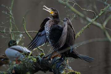 Kormoran trocknet Flügel