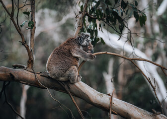 Koala in the wild with gum tree on the Great Ocean Road, Australia. Somewhere near Kennet river. Victoria, Australia.