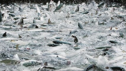 A slow motion shot of pink salmon splashing in a fishing net