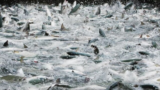 A slow motion shot of pink salmon splashing in a fishing net