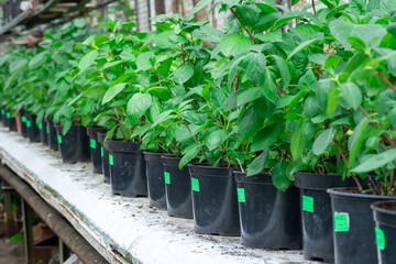 Seedling flower hydrangea cultivation in pots in commercial glasshouse. Cuttings stalks on green row plants in flowerpots. Growing shrub small business in greenhouse. Gardening and floriculture.