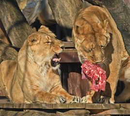 Two asiatic lionesses (Panthera Leo Persica) with meat