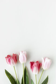 Pink tulips on blank white background