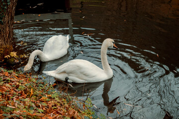 Swans are the largest species of waterfowl. A swan pair is two swans near the shore. Birds in the...