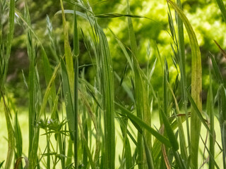green grass background