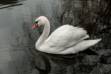 A white swan in a park pond. The elegance of nature. One white swan swims in a pond on the lake. A white swan on the water on a cloudy day. Swans are the largest species of waterfowl. 