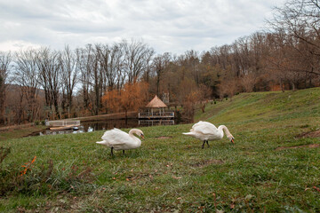 The elegance of nature. Two white swans are swimming in a pond. Two swans on the shore of the lake. Two white swans by a pond in the green grass on a cloudy day.