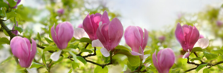 closeup on beautiful pink flowers of a magnolia tree blooming in leaf and front of the blue sky