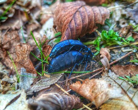 Meloe violaceous. Insects in nature.
