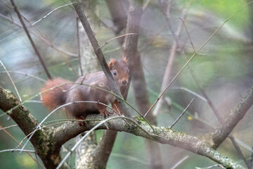 Eichhörnchen auf einem Ast