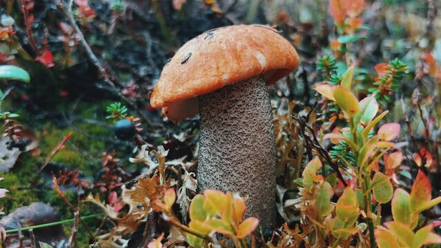 Podosinovik mushroom in the mountains of Khibiny. Forest red-headed mushroom in the tundra autumn. The forest is rich in mushrooms. "Silent Hunting". Murmansk Region 4K