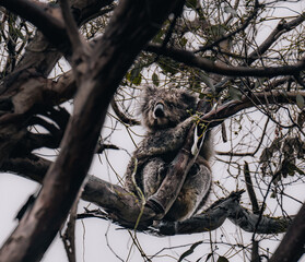Koala in the wild with gum tree on the Great Ocean Road, Australia. Somewhere near Kennet river. Victoria, Australia.