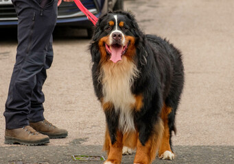 Bernese mountain dog looking at camera with tongue out. Adorable cute dog outside on a walk. 