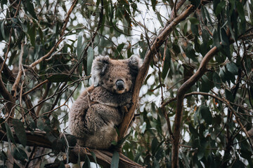 Koala in the wild with gum tree on the Great Ocean Road, Australia. Somewhere near Kennet river. Victoria, Australia.