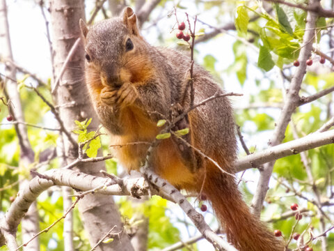 Squarrel in Tree