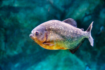 The Common piranha fish (Latin Pygocentrus nattereri) is silvery in color with a yellow belly on a dark background of the seabed. Marine life, fish, subtropics.