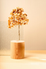 Podium for exhibitions and product presentations, material glass, dried flower. Beautiful beige background made from natural materials. Abstract nature scene with composition.