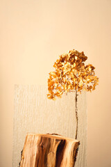 Podium for exhibitions and product presentations, material glass, dried flower. Beautiful beige background made from natural materials. Abstract nature scene with composition.