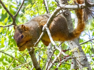 Squarrel Climbing