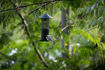 Chickadee at a feeder