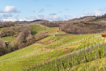 Fototapeta na wymiar Landscape of vineyard hills of Gattinara in the province of Vercelli, Piedmont, Italy