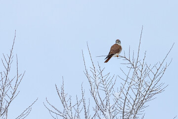 American Kestrel perched on a tree