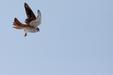 American Kestrel lifting off for flight