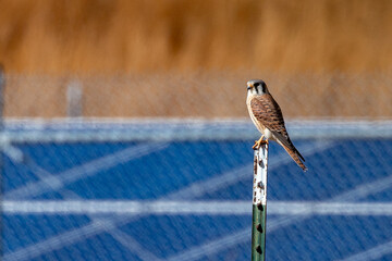 American Kestrel perched on a fence