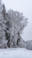 A snow view of the Poprad Landscape Park in Beskid Sadecki on the Poprad River .