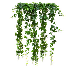 a jungle vine and hanging ivy plant bush foliage, isolated on a white background 
