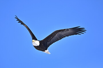 bald eagle in flight