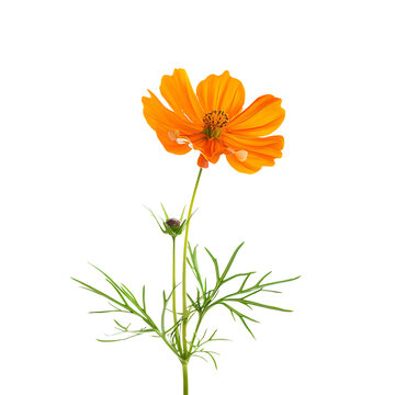 a single orange Cosmos bipinnate flower , isolated on a white background 