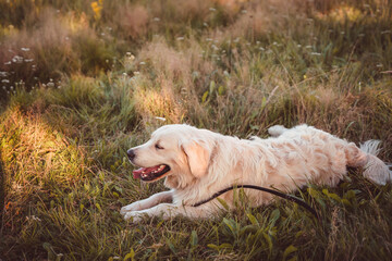 golden retriever resting on a summer field