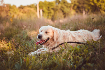 golden retriever resting on the summer field and squinting