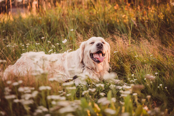 golden retriever lies on a summer field at sunset with his mouth open