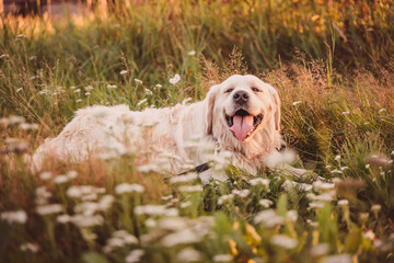 golden retriever lies on a summer field at sunset smiling and looking at the camera