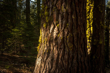 Soft Morning LIght Shows The Detail Of Moss Covered Pine In Yosemite
