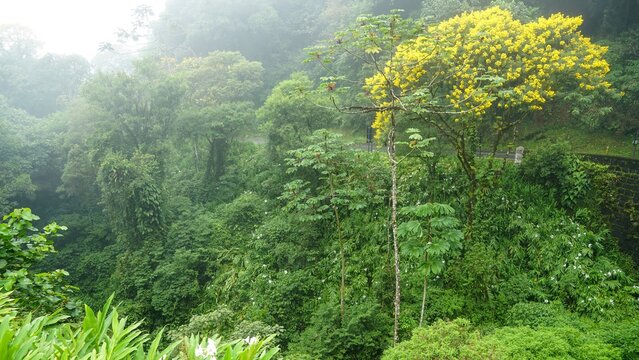 Mata atlântica, floresta úmida, sul do Brasil, destacando uma acácia amarela florida.
