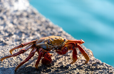 cangrejo en en el muelle de piedra