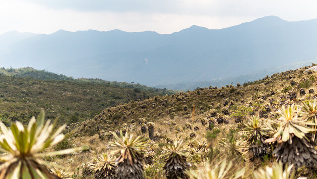 Paramo ecosystem with frailejon plants under a hazy mountain skyline