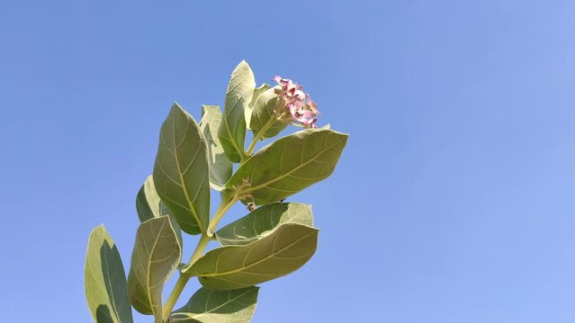 Calotropis gigantea flower with blue sky